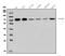 Golgi Membrane Protein 1 antibody, A02975-3, Boster Biological Technology, Western Blot image 