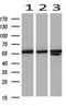 Pyruvate Kinase M1/2 antibody, LS-C337119, Lifespan Biosciences, Western Blot image 