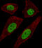Transcription Factor AP-2 Delta antibody, LS-C157171, Lifespan Biosciences, Immunofluorescence image 