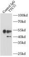 ER Membrane Protein Complex Subunit 2 antibody, FNab09083, FineTest, Immunoprecipitation image 