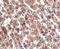 HAD antibody, NBP1-77361, Novus Biologicals, Immunohistochemistry frozen image 