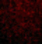 Toll Like Receptor 2 antibody, 3135, ProSci, Immunofluorescence image 