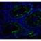 SWI/SNF Related, Matrix Associated, Actin Dependent Regulator Of Chromatin, Subfamily A, Member 4 antibody, LS-B12057, Lifespan Biosciences, Immunofluorescence image 