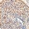 DEK Proto-Oncogene antibody, MAB70201, R&D Systems, Immunohistochemistry frozen image 