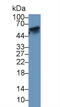 TNF Receptor Superfamily Member 11a antibody, abx131781, Abbexa, Western Blot image 