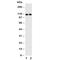 Neuropilin 1 antibody, R30845, NSJ Bioreagents, Western Blot image 