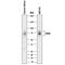 Iduronidase Alpha-L- antibody, MAB4119, R&D Systems, Western Blot image 