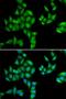 BTG Anti-Proliferation Factor 1 antibody, orb373370, Biorbyt, Immunofluorescence image 