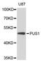Pseudouridine Synthase 1 antibody, A8720, ABclonal Technology, Western Blot image 