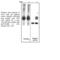 Paxillin antibody, MBS470022, MyBioSource, Western Blot image 