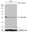 Autophagy Related 12 antibody, GTX629815, GeneTex, Western Blot image 