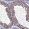 MAGE Family Member B1 antibody, PA5-51532, Invitrogen Antibodies, Immunohistochemistry frozen image 