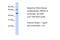 TO antibody, 26-070, ProSci, Western Blot image 