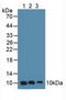 S100 Calcium Binding Protein A6 antibody, LS-C724370, Lifespan Biosciences, Western Blot image 