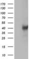 Leucine Carboxyl Methyltransferase 1 antibody, NBP2-00923, Novus Biologicals, Western Blot image 