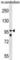 Phosphodiesterase 4A antibody, abx029338, Abbexa, Western Blot image 