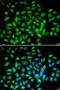 Methyl-CpG Binding Protein 2 antibody, LS-C334225, Lifespan Biosciences, Immunofluorescence image 