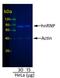 IgG-heavy and light chain antibody, A90-516D2, Bethyl Labs, Western Blot image 