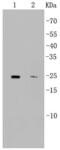 CD9 Molecule antibody, NBP2-67310, Novus Biologicals, Western Blot image 