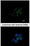 Aldehyde Dehydrogenase 5 Family Member A1 antibody, PA5-29096, Invitrogen Antibodies, Immunofluorescence image 