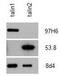 Talin 2 antibody, GTX38970, GeneTex, Western Blot image 