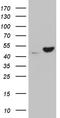 Ubiquitin Like Modifier Activating Enzyme 3 antibody, TA811903, Origene, Western Blot image 