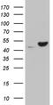 NEDD8-activating enzyme E1 catalytic subunit antibody, TA811903, Origene, Western Blot image 