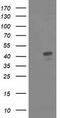 Musashi RNA Binding Protein 1 antibody, TA502253, Origene, Western Blot image 