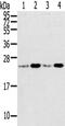 RAB2A, Member RAS Oncogene Family antibody, CSB-PA226407, Cusabio, Western Blot image 