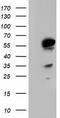 T-Complex 11 Like 2 antibody, TA501822S, Origene, Western Blot image 