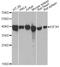 Eukaryotic Translation Initiation Factor 3 Subunit H antibody, STJ29104, St John