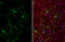 Interleukin 1 Beta antibody, GTX74034, GeneTex, Immunofluorescence image 
