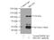 SLIT-ROBO Rho GTPase Activating Protein 1 antibody, 13252-1-AP, Proteintech Group, Immunoprecipitation image 