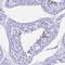 Prostate And Testis Expressed 4 antibody, HPA045632, Atlas Antibodies, Immunohistochemistry frozen image 