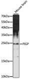 Phosphatidylinositol Glycan Anchor Biosynthesis Class P antibody, 16-050, ProSci, Western Blot image 