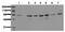 P21 (RAC1) Activated Kinase 4 antibody, AM20217PU-N, Origene, Western Blot image 