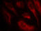 Heat Shock Transcription Factor 1 antibody, LS-C336005, Lifespan Biosciences, Immunofluorescence image 