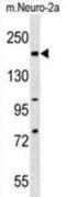 RAD50 Double Strand Break Repair Protein antibody, abx030862, Abbexa, Western Blot image 