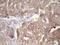 Peptidylprolyl Cis/Trans Isomerase, NIMA-Interacting 4 antibody, LS-C791618, Lifespan Biosciences, Immunohistochemistry paraffin image 