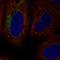 SH3R1 antibody, HPA074783, Atlas Antibodies, Immunofluorescence image 