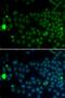 Speedy/RINGO Cell Cycle Regulator Family Member A antibody, LS-C748649, Lifespan Biosciences, Immunofluorescence image 