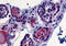 Thyroid Stimulating Hormone Receptor antibody, MBS247120, MyBioSource, Immunohistochemistry frozen image 