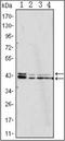 Mitogen-Activated Protein Kinase 1 antibody, orb89438, Biorbyt, Western Blot image 