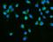 Dicer 1, Ribonuclease III antibody, A00190-2, Boster Biological Technology, Immunofluorescence image 