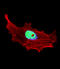 Basic Helix-Loop-Helix Family Member E41 antibody, LS-C156808, Lifespan Biosciences, Immunofluorescence image 