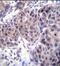 Dishevelled Segment Polarity Protein 3 antibody, PA5-35096, Invitrogen Antibodies, Immunohistochemistry frozen image 