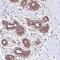 Kelch Domain Containing 4 antibody, PA5-59669, Invitrogen Antibodies, Immunohistochemistry frozen image 