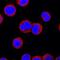 Interleukin 1 Receptor Associated Kinase 4 antibody, AF3919, R&D Systems, Immunofluorescence image 