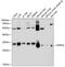 Dehydrogenase/Reductase 4 antibody, A07990-1, Boster Biological Technology, Western Blot image 