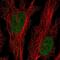 Dual specificity protein kinase CLK2 antibody, NBP2-56937, Novus Biologicals, Immunofluorescence image 